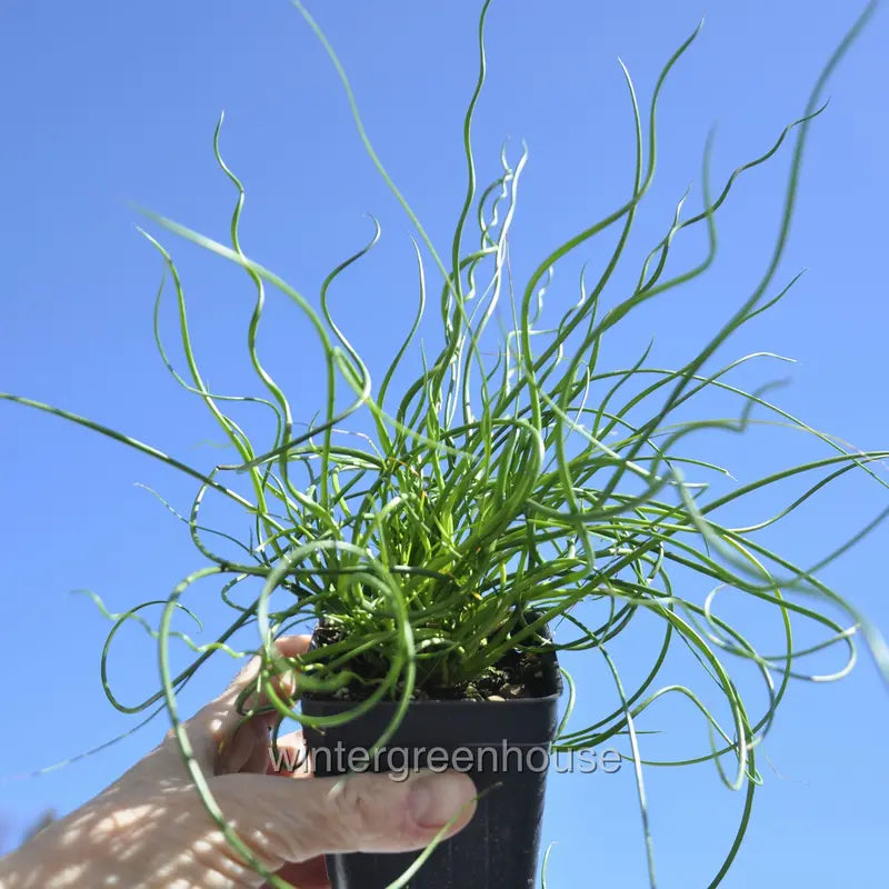 Juncus Effusus Spiralis, Corkscrew Rush – Pot Size: 3