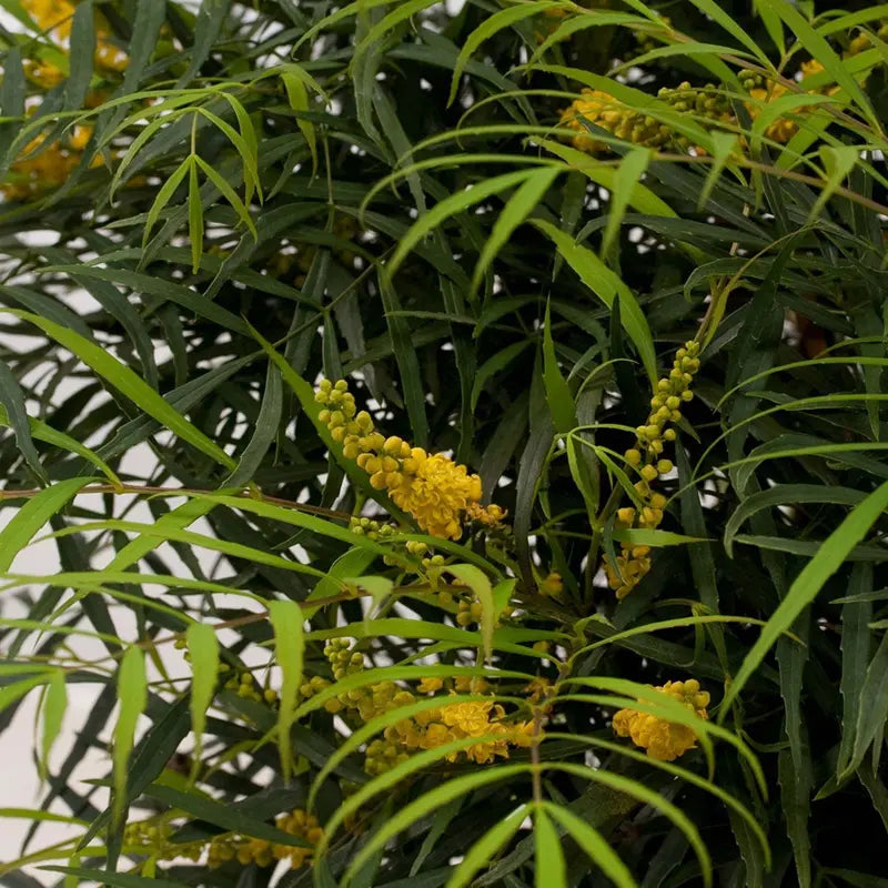 Soft Caress Mahonia Evergreen Shrub – 2 Gallon, Yellow Winter Blooms, Part Sun to Shade