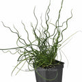 Juncus Effusus Spiralis, Corkscrew Rush – Pot Size: 3