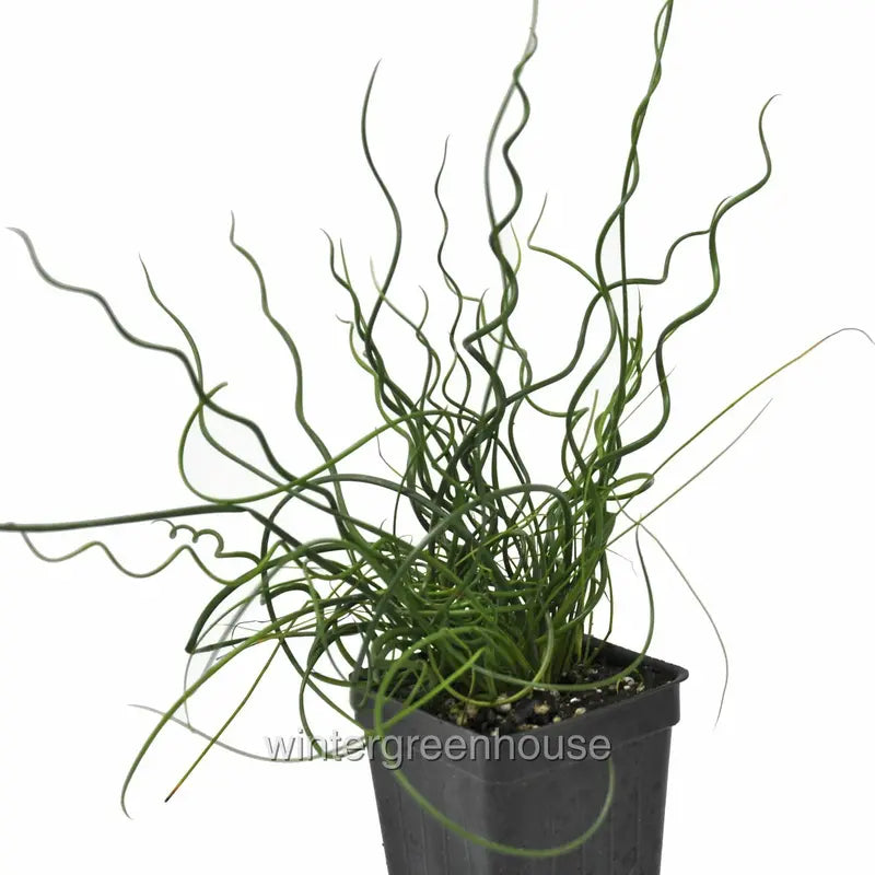 Juncus Effusus Spiralis, Corkscrew Rush – Pot Size: 3