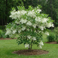 White Fringe Tree