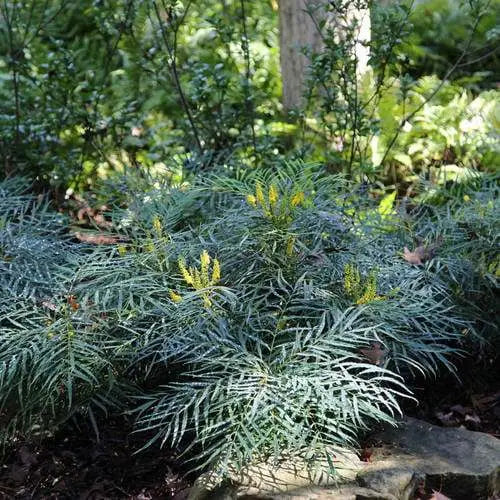 Soft Caress Mahonia Evergreen Shrub – 2 Gallon, Yellow Winter Blooms, Part Sun to Shade