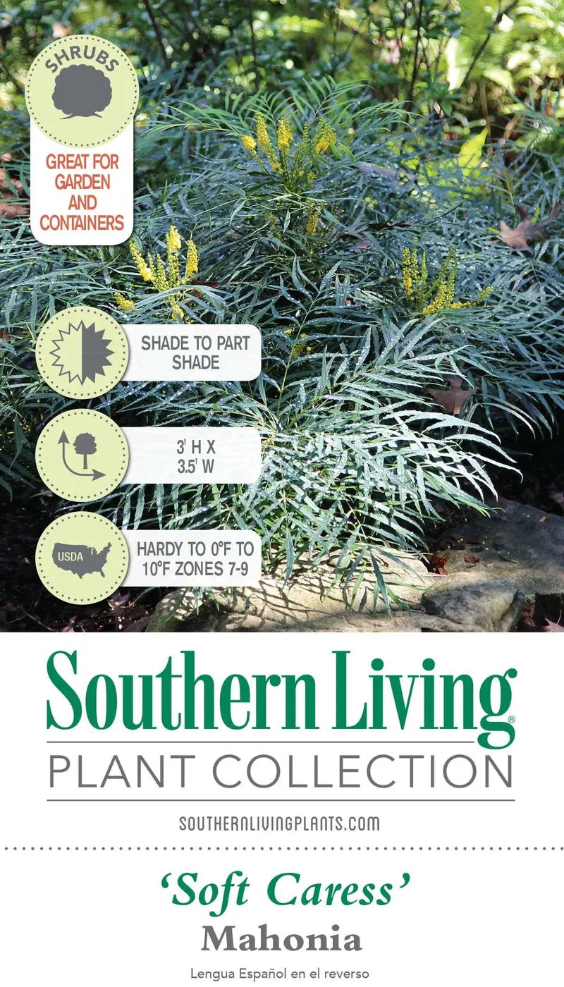 Soft Caress Mahonia Evergreen Shrub – 2 Gallon, Yellow Winter Blooms, Part Sun to Shade